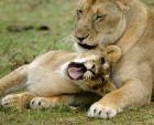 Kenya, Masai Mara, Keekorok Lodge. African lions