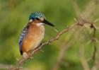 Kenya, Lake Baringo, Pygmy kingfisher on thorny limb