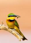 Little Bee-eater Bird on limb with bee in beak, Kenya