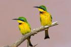Two little bee-eater birds on limb, Kenya