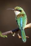 Kenya, Somali bee-eater, tropical bird on limb