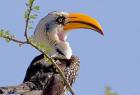 Profile of yellow-billed hornbill bird, Kenya