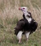 Kenya. White-headed vulture standing in grass.