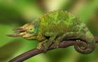 Close-up of Jackson's Chameleon on limb, Kenya