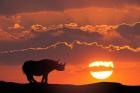 Kenya, Masai Mara Composite Of White Rhino Silhouette And Sunset