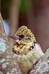 D'Arnaud's Barbet, Tanzania