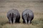 White Rhinos in Lake Nakuru National Park, Kenya