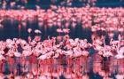 Lesser Flamingos, Lake Nakuru, Kenya