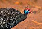 Helmeted Guinea Fowl, Kenya