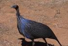 Vulturine Guinea Fowl, Kenya