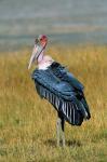 Marabou Stork, Kenya