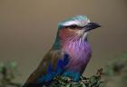 Kenya, Masai Mara, Lilac-breasted Roller bird