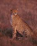 Cheetah sitting, Masai Mara, Kenya