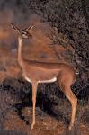 Samburu Gerenuk, Kenya