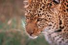 Samburu Leopard, Kenya