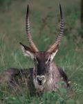 Waterbuck, Kenya