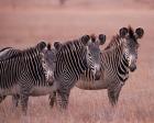 Grevy's Zebra, Masai Mara, Kenya