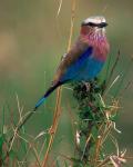 Lilac Breasted Roller, Masai Mara, Kenya