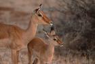 Mother and Young Impala, Kenya