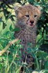 Cheetah Cub, Masai Mara Game Reserve, Kenya