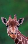 Reticulated Giraffe, Impala Ranch, Kenya