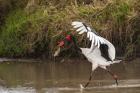 Saddle-Billed Stork, with Fish, Kenya