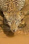 Leopard at waterhole in Masai Mara GR, Kenya