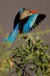 Grey-headed Kingfisher, Masai Mara GR, Kenya