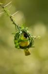 Vitelline Masked Weaver, Samburu NP, Kenya