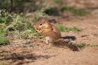 African Ground Squirrel Wildlife, Kenya