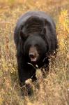 Black Bear walking in brush, Montana