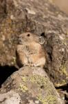 American Pika in rocks, Yellowstone NP, USA