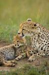 Cheetah with cub in the Masai Mara GR, Kenya