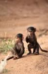 Olive Baboon primates, Masai Mara GR, Kenya