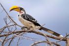 Yellow-billed Hornbill perched in tree, Samburu Game Reserve, Kenya