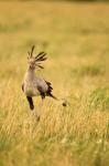 Secretary Bird hunting for food, Lower Mara, Masai Mara Game Reserve, Kenya