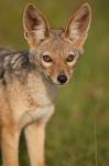 Kenya, Masai Mara GR, Black-backed Jackal