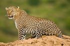 African Leopard, Masai Mara Game Reserve, Kenya