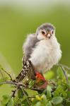 Pygmy Falcon, Samburu Game Reserve, Kenya