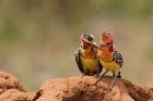 Kenya, Samburu, Red-Yellow Barbet bird