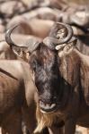 White-bearded Wildebeest, Masai Mara Game Reserve, Kenya