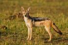 Black-backed Jackal, Maasai Mara Wildlife Reserve, Kenya