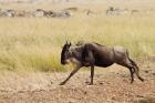 Blue Wildebeest on the run in Maasai Mara Wildlife Reserve, Kenya.