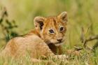 Lion cub in the bush, Maasai Mara Wildlife Reserve, Kenya
