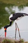 Saddle-billed Stork, Maasai Mara Wildlife Reserve, Kenya