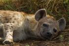 Spotted Jackal resting, Maasai Mara National Reserve, Kenya.