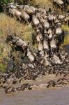 Wildebeest crossing river Mara, Maasai Mara Wildlife Reserve, Kenya