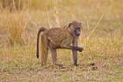 Baboons near the bush in the Maasai Mara, Kenya