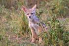 Silver-backed Jackal wildlife, Maasai Mara, Kenya