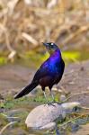 Longtailed Glossy Starling bird, Maasai Mara Kenya